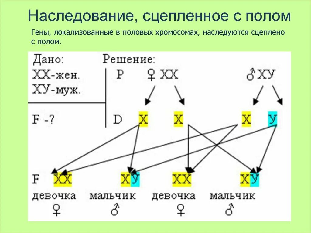 Дигетерозиготная по генам дальтонизма и гемофилии женщина. Сцепленное с полом наследование генов. Наследование сцепленное с полом это наследование. Сцепленное наследование признаков генетика. Генетика пола и наследование сцепленное.