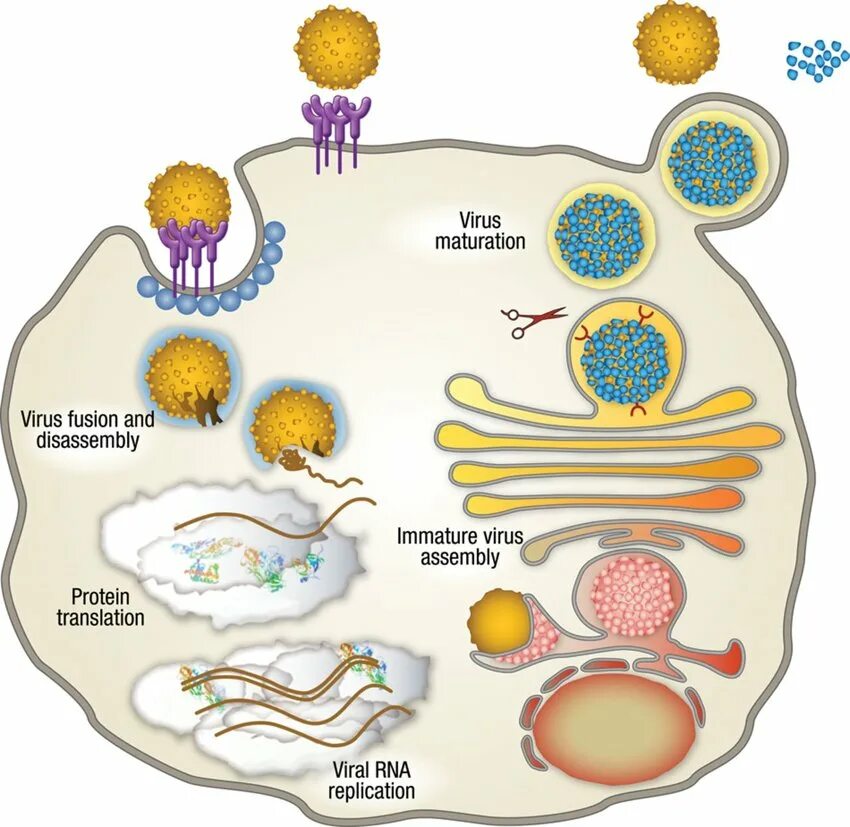 Вирус лайф. Модель-аппликация &quot;жизненный цикл вируса&quot;. virus life cycle. парвовирус жизненный цикл. . жизненный цикл вируса аппликации.