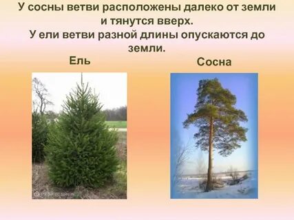 Расположены ветви
