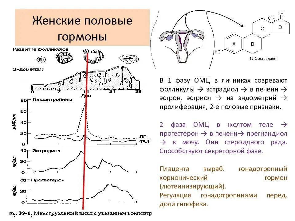 Действие женских половых гормонов. Женские половые гормоны цикл. Женские половые гормоны первой фазы цикла. Гормоны 1 и 2 фазы. Биологические различия. Половые гормоны.