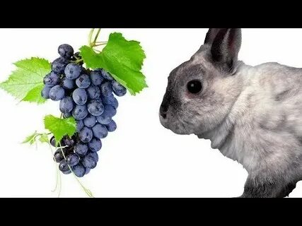 Можно давать кроликам виноград