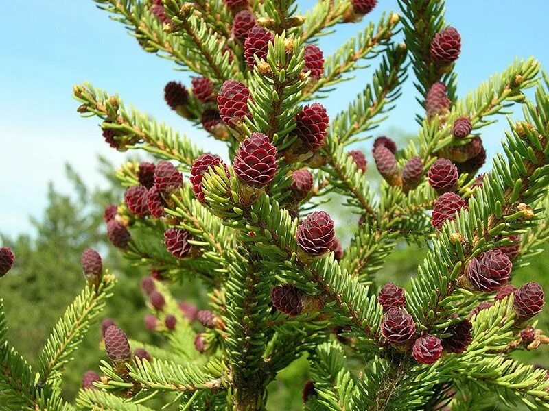 Долгожитель из хвойных 4. Пихта Аянская. Ель Аянская (Picea jezoensis). Ель Аянская шишки. Ель Сибирская Picea obovata.