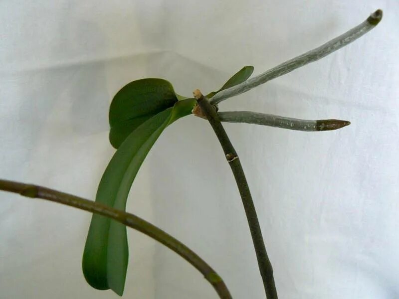 Черенкование орхидеи фаленопсис. Дендробиум нобиле. Орхидея фаленопсис размножение. Побег орхидеи фаленопсис. Детки орхидеи фаленопсис.