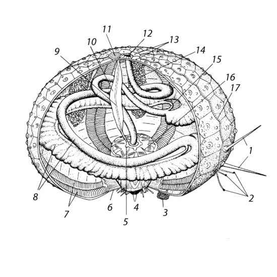 Внутреннее строение ежа. Морской еж строение. Анатомия морского ежа. Строение морского ежа. Внешнее строение морского ежа.