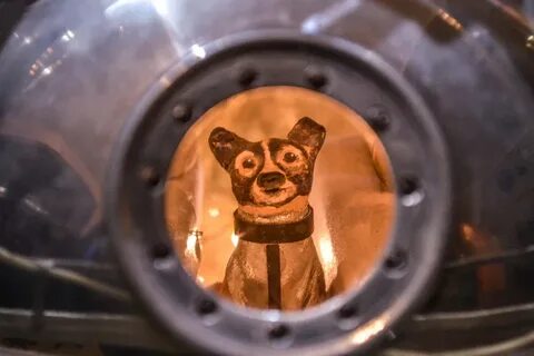 1 собака космонавт выведенная на орбиту земли