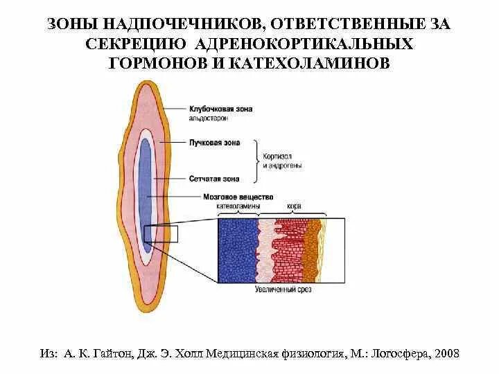 Сетчатая коры надпочечников. Сетчатый слой коры надпочечников. Пучковая зона надпочечников гормоны. Клубочковая зона коры надпочечников. Надпочечники клубочковая зона пучковая зона.