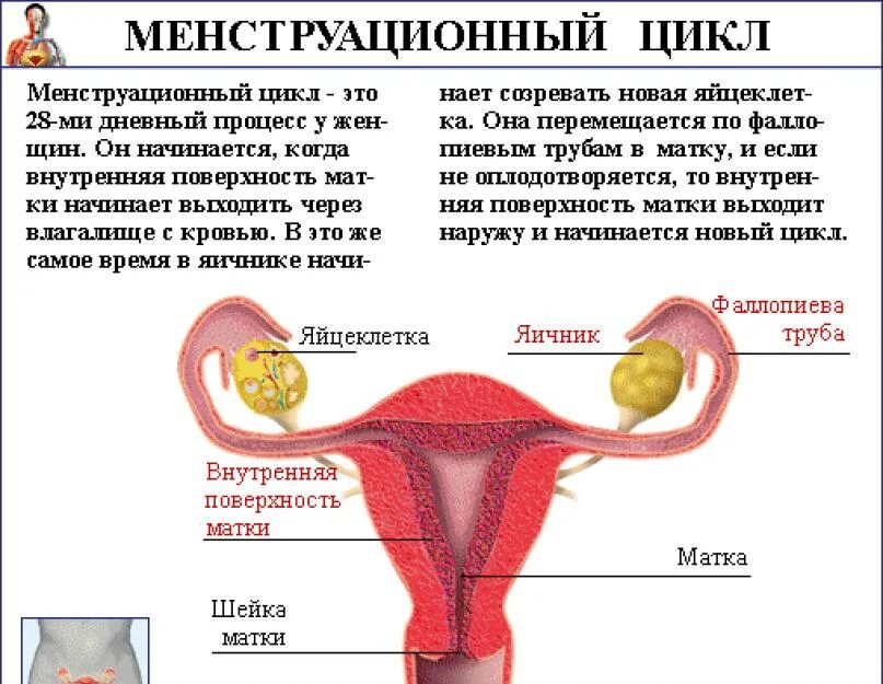 Что происходит во время месячных. Нормальный менструационный цикл. как происходит менструация.