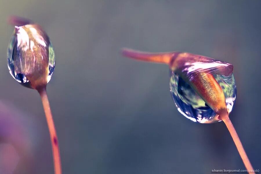 Rained ru. Макро на Индустар 23у. Nikkor 18-55mm макрофото. Фото Макросъемка Кэнон.