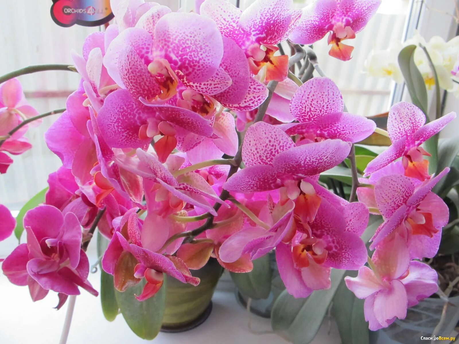 Орхидея микки фото Phal. Miki Chocolate '518' 2.5