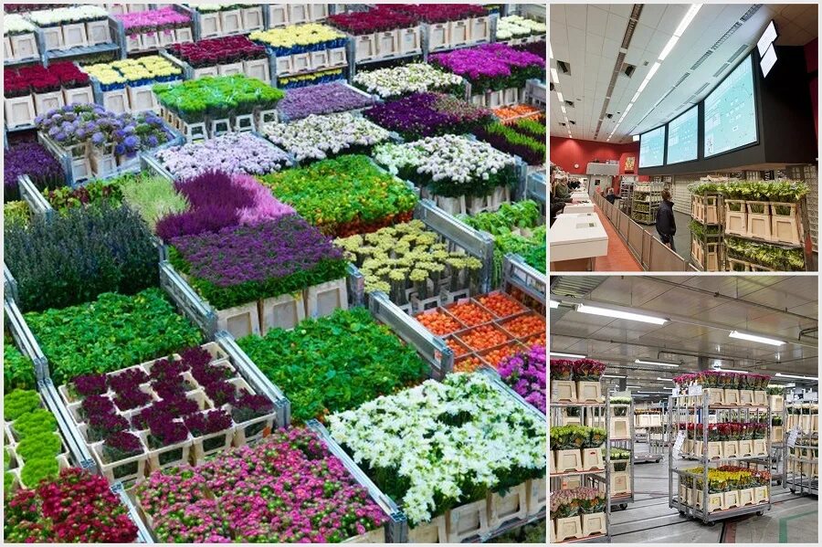 Купить рассаду оренбург. Цветочный аукцион FLORAHOLLAND В Голландии. Рассада цветов. Поставщики цветов. Оптовая база цветов.