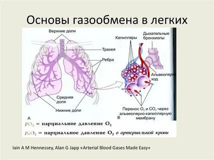 Дыхание это газообмен
