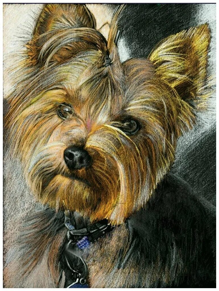 Йоркширский терьер. Йорк картины. Анималистика йоркширский терьер. Папертоль йоркширский терьер. Йоркширский терьер каштановый.