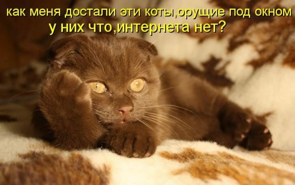 Смешные кошки. Столько дел столько дел. Кот с надписью. Юмор про котов. Дальше можно повеселее