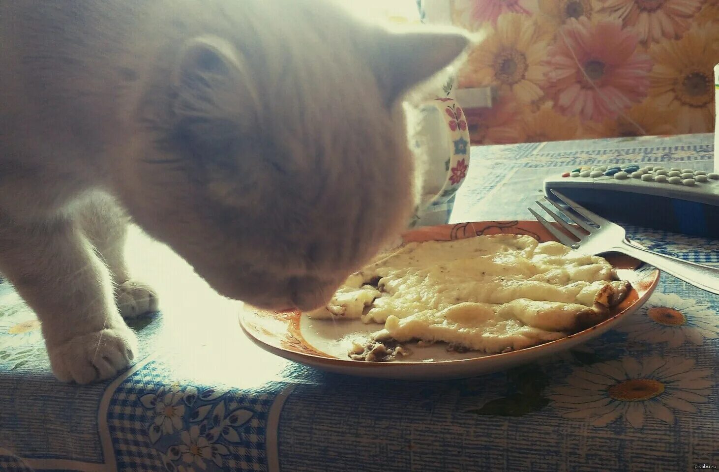 Кот глазунья. Кот ест яичницу. Кошка яичница. Котик ест омлет.