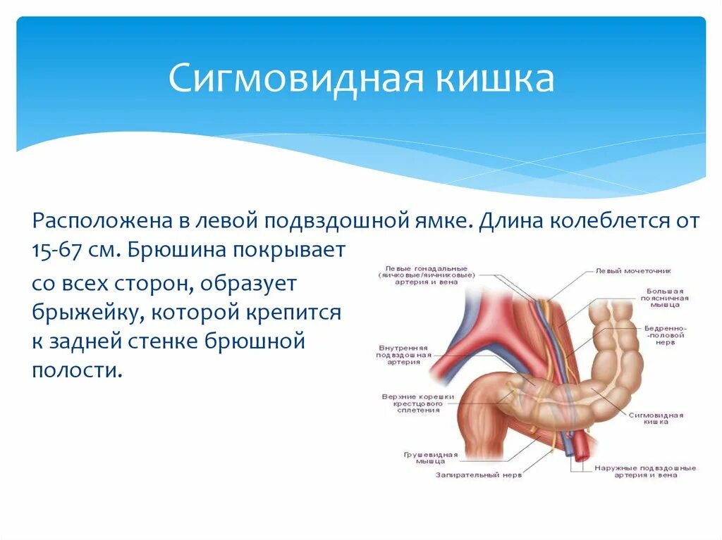 Толстая кишка анатомия сигмовидной. Дистальный отдел сигмовидной кишки. Сигмовидная кишка вид сбоку. Прямая сигмовидная и ободочная кишка. Где находится сигма