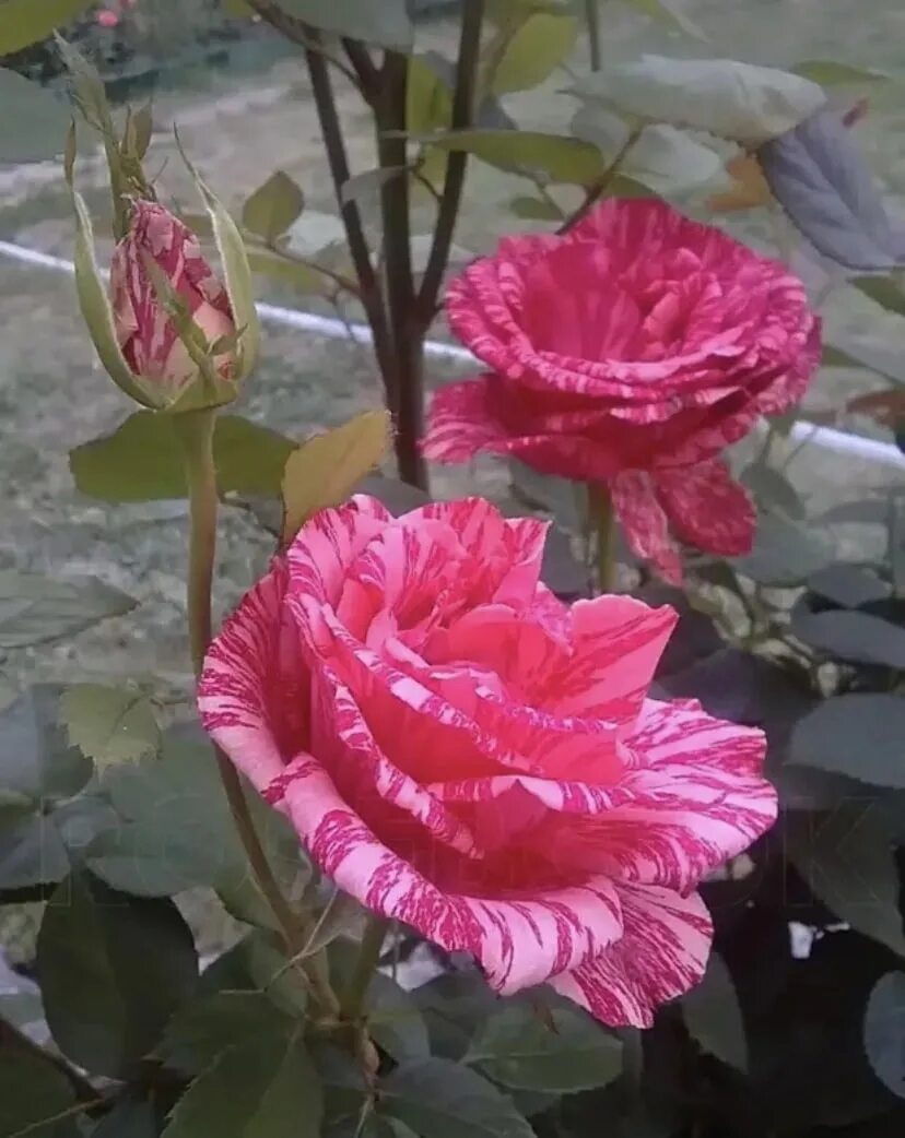 Сорт розы пинк интуишн. Сорт розы пинк интуишн. Чайно гибридная пинк интуишн. Чайно гибридная пинк интуишн. Сорт розы пинк интуишн.