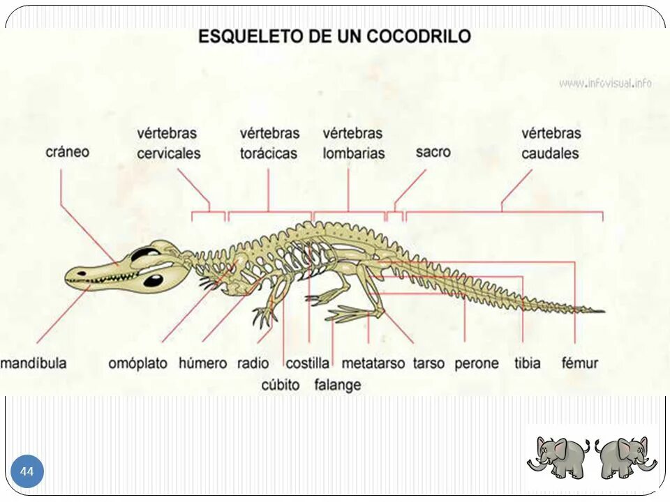Отделы позвоночника крокодила. Скелет крокодила строение. Строение скелета крокодила схема. Строение скелета ящерицы пресмыкающихся. Пищеварительная система крокодила схема.