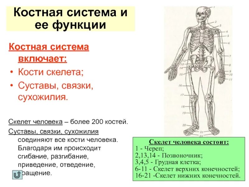 Общая характеристика костной системы. Костная система человека состоит. Скелетная система человека. Органы костной системы человека.