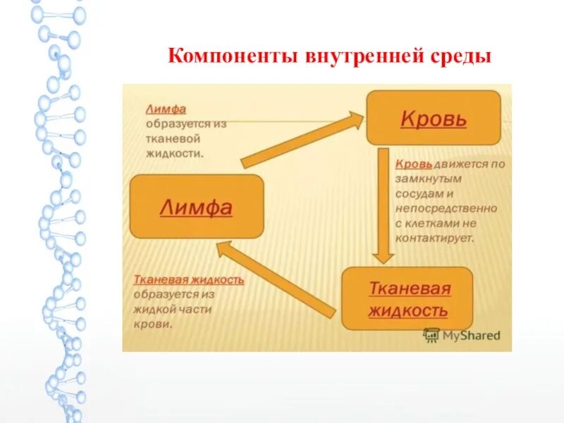 Из чего состоит среда организма. Биология 8 класс внутренняя среда организма кровь. Внутренняя среда организма 8 класс биология. Внутренняя среда организма схема. Схема превращения жидкостей внутренней среды организма.