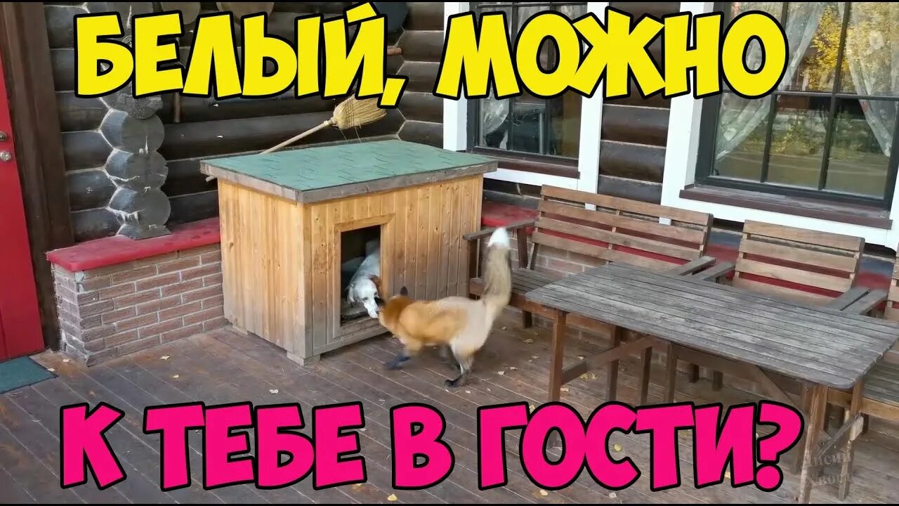 Лиса пришла ресторан. Лиса пришла корнер.