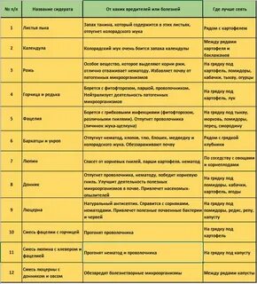 Что лучше горчица или рожь