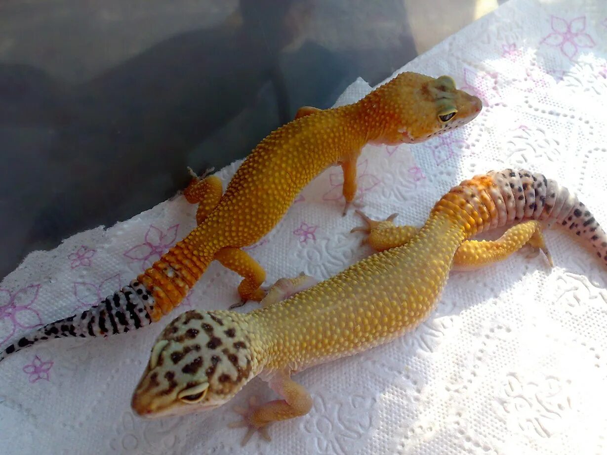 Почему эублефар отказывается от еды. Эублефар линька. Эублефар спаривание. Эублефар фускус. Криптоспоридиоз эублефар.