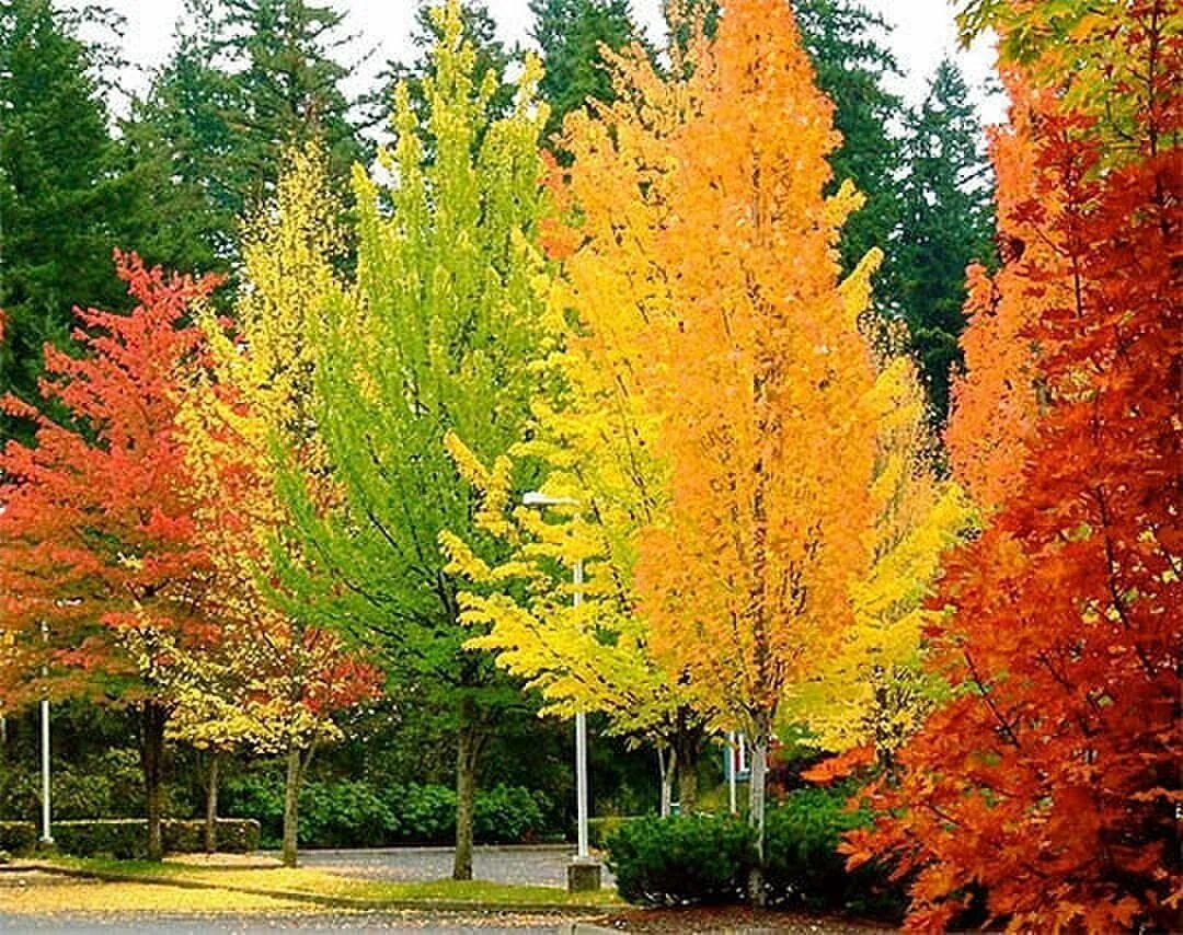 Осеннее дерево. Сень деревьев. Осень деревья. Разноцветная осень.