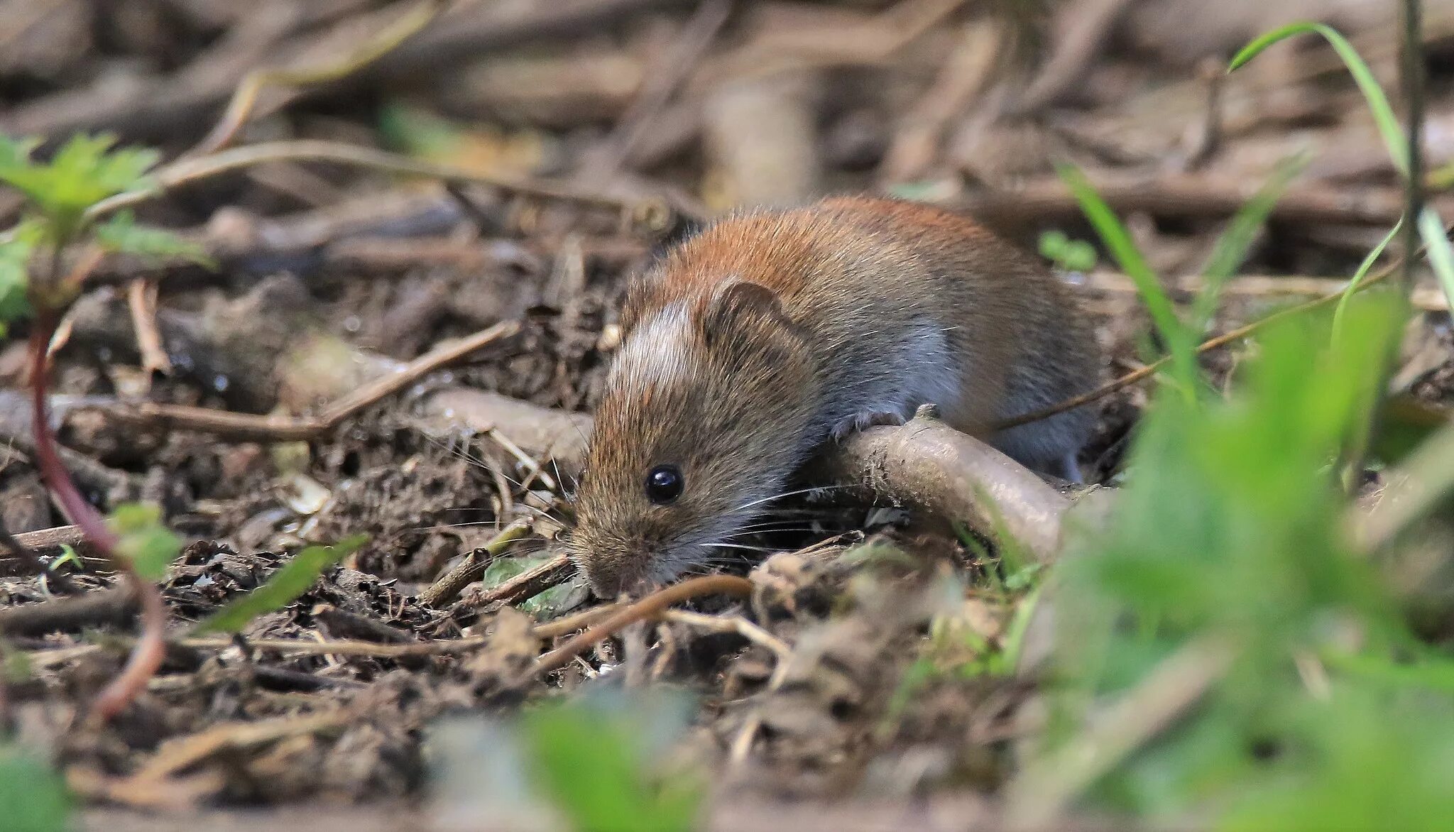 Автор полевка. Рыжая лесная полевка. Автор полевка. Автор полевка. Полёвка-экономка.