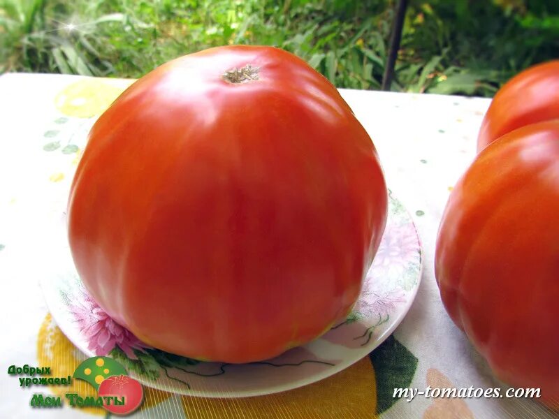 Томат восхитительный хой. Томат хой. Томат хоя фото. Томат хой. Томат хоя фото.