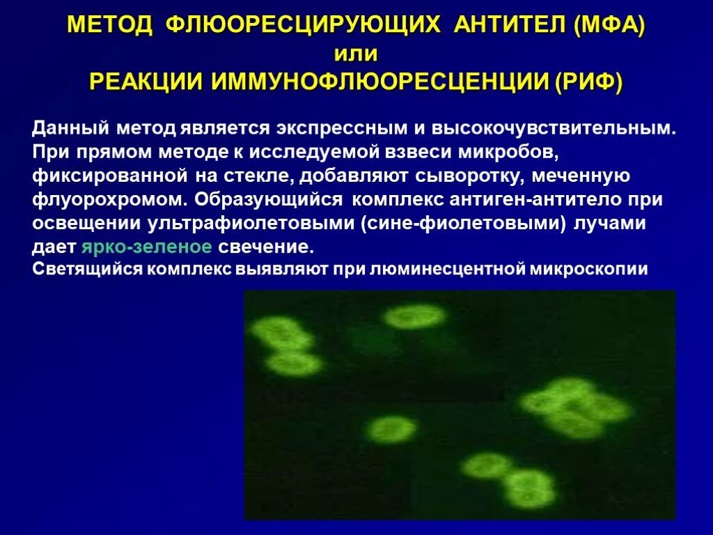 МФА метод флюоресцирующих антител. Метод флюоресцирующих антител принцип метода. Метод иммунофлуоресценции микробиология. Метод флюоресцирующих антител микробиология. Называют обладают флюоресцируют