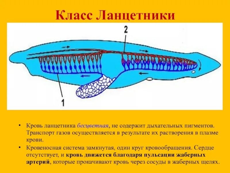 Строение ланцетника 7 класс биология. Пищеварительная система хордовых ланцетник. Ланцетник и рыба биология 7 класс. Тип Хордовые ланцетник.