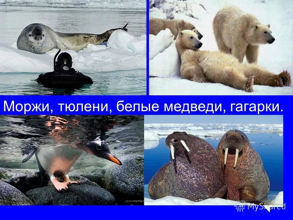 песец и белый медведь. императорский пингвин aptenodytes forsteri. тюлени пингвины белые медведи. тюлень северный полюс. тюлени пингвины белые медведи.