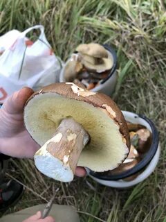 Белые переросшие