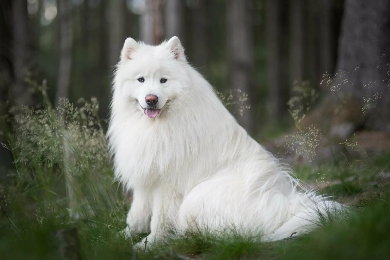 Большая белая собака. Самоед собака. Белая лайка самоед. Собака хаски самоед. Собака лайка самоед белая.