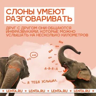 Фраза слонов