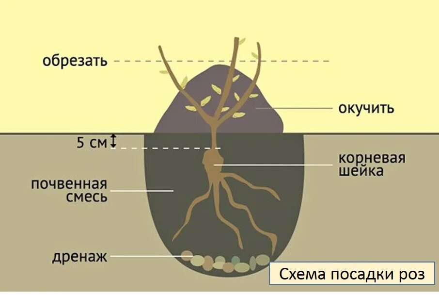 Заглубить корневую шейку у роз при посадке. Корневая шейка у розы. Место прививки и корневая шейка у розы. Посадка роз корневая шейка. Заглублять ли розы при посадке