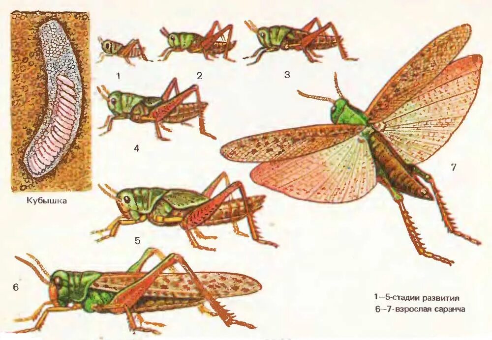 Развитие с неполным превращением у саранчи. Азиатская Перелетная Саранча цикл развития. Развитие с неполным превращением сараняи. Азиатская Саранча метаморфоз.
