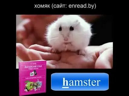 Хомяк на английском