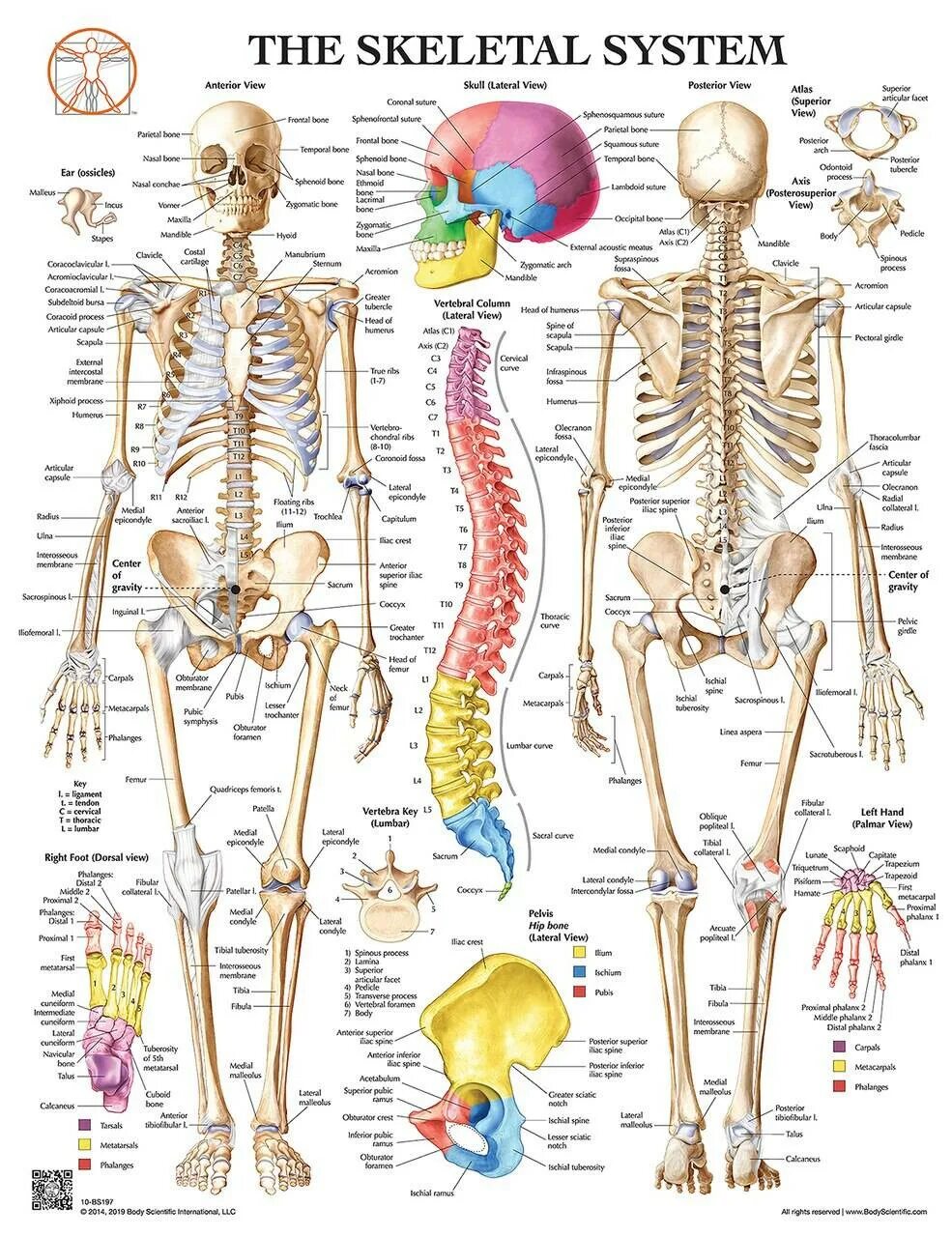 Skeletal System. Skeletal System Anatomy. Костная система плакат. Человеческий скелет конский хвост.