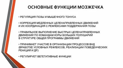 Функции мозжечка