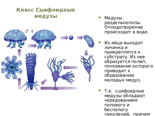 Какие клетки у кишечнополостных обеспечивают процесс регенерации. Жизненный цикл сцифоидных медуз 7 класс биология. Тип Кишечнополостные класс Сцифоидные. Размножение сцифоидных 7 класс биология. Питание сцифоидных 7 класс биология.