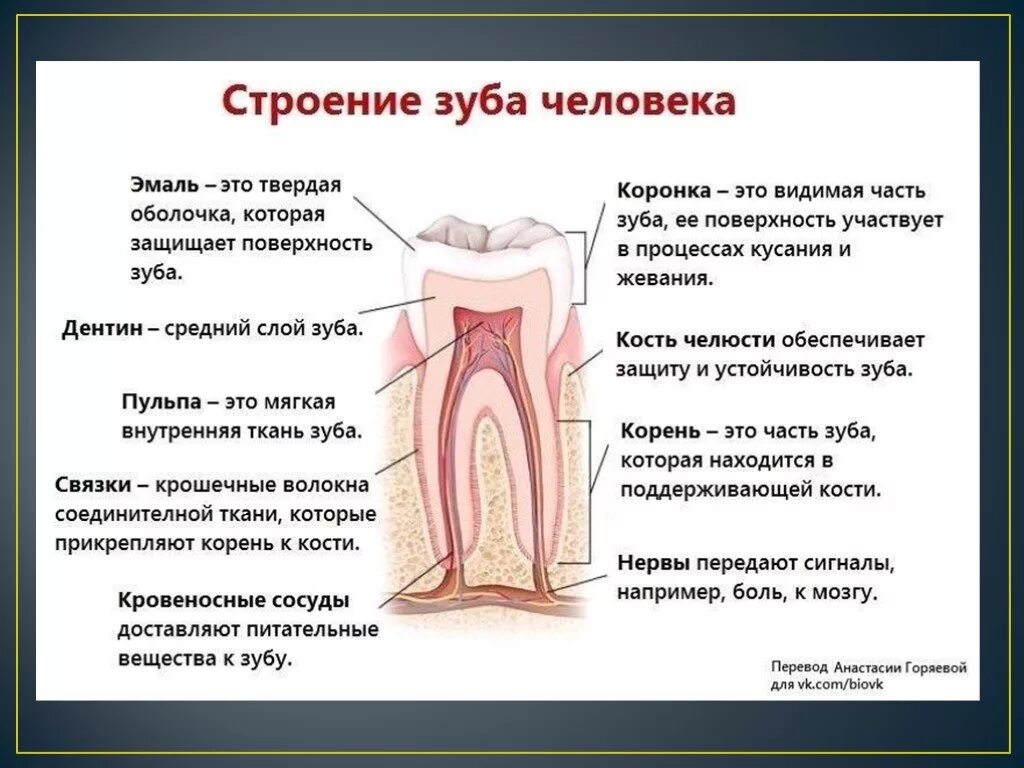 Строение зуба человека схема анатомия. Схема внутреннего строения зуба анатомия. Зубы строение и функции. Строение корня зуба человека. Видимая часть зуба