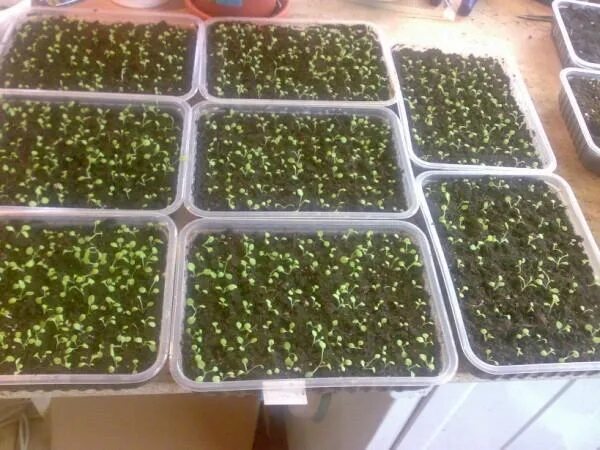 Посев семян табака. Семена табака на рассаду. Рассада табака махорка. Семена табака на рассаду. Рассада овощных культур.