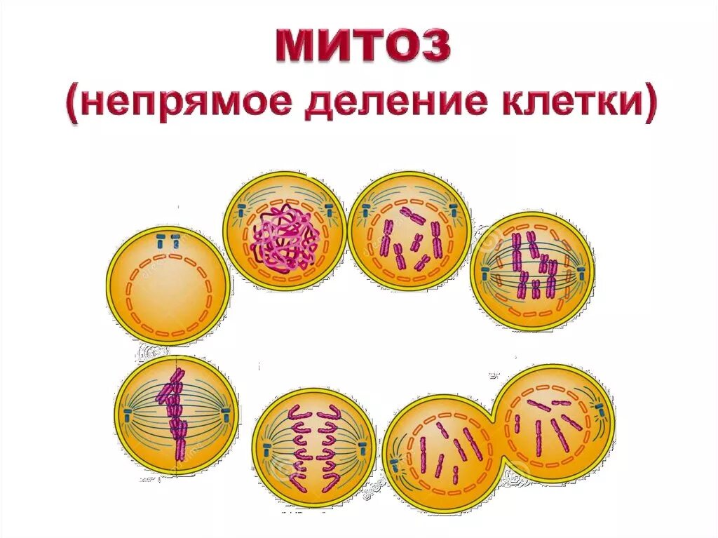 Деление клетки митоз. Фазы деления клетки митоз рисунок. Схема непрямого деления клетки митоз. Кариокинез деление клетки митоз. Митоз клетки биология 10 класс.