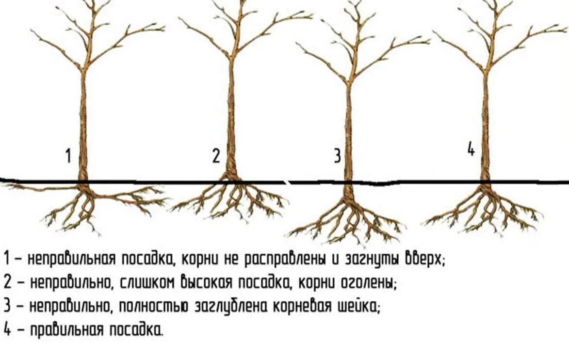 Корневая шейка у плодовых деревьев. Корневая шейка саженца яблони. Посадка яблони корневая шейка. Посадка саженцев плодовых деревьев весной груши.