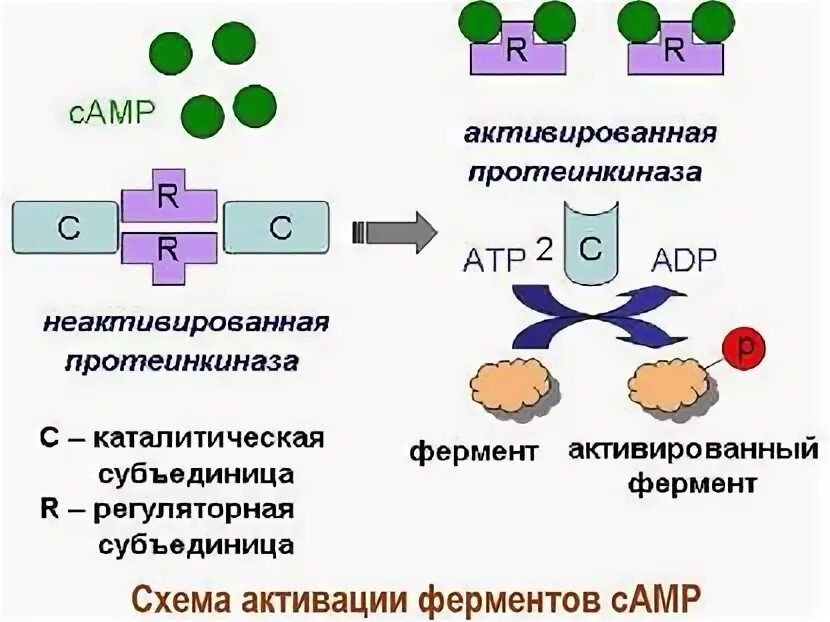 Строение протеинкиназы. Mapk белок. Трансферазы картинки. Протеинкиназа mapk. Протеинкиназа c.