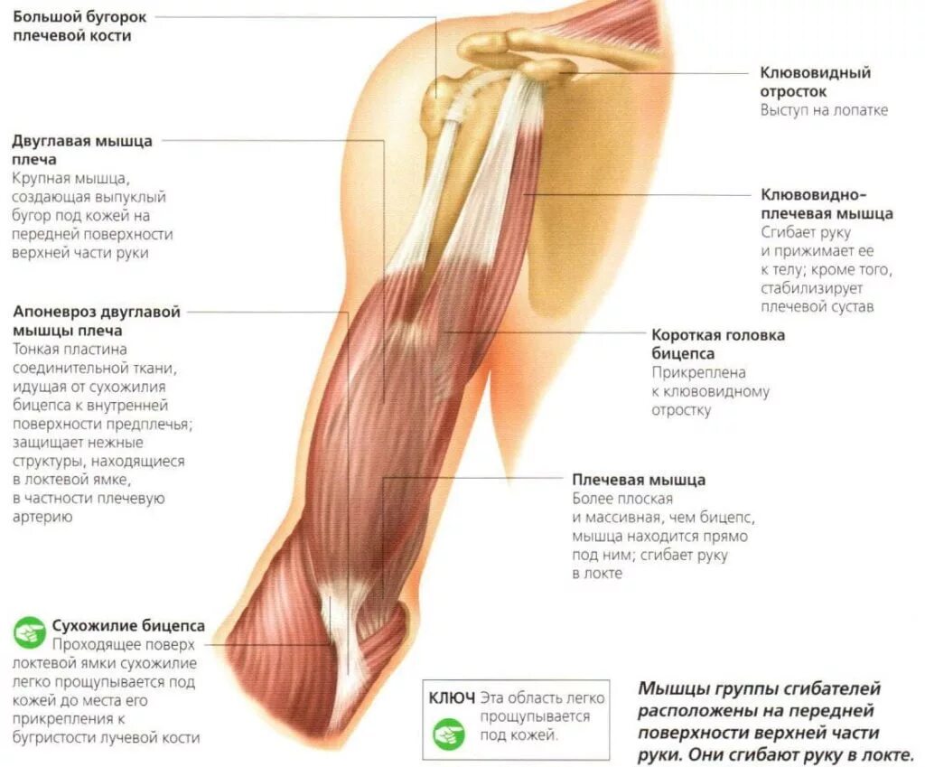 Локтевой сустав мышцы и сухожилия. Сухожилия головки двуглавой мышцы плеча. Длинная головка двуглавой мышцы плеча. Сухожилие длинной головки двуглавой мышцы плеча. Длинная головка бицепса плеча анатомия.