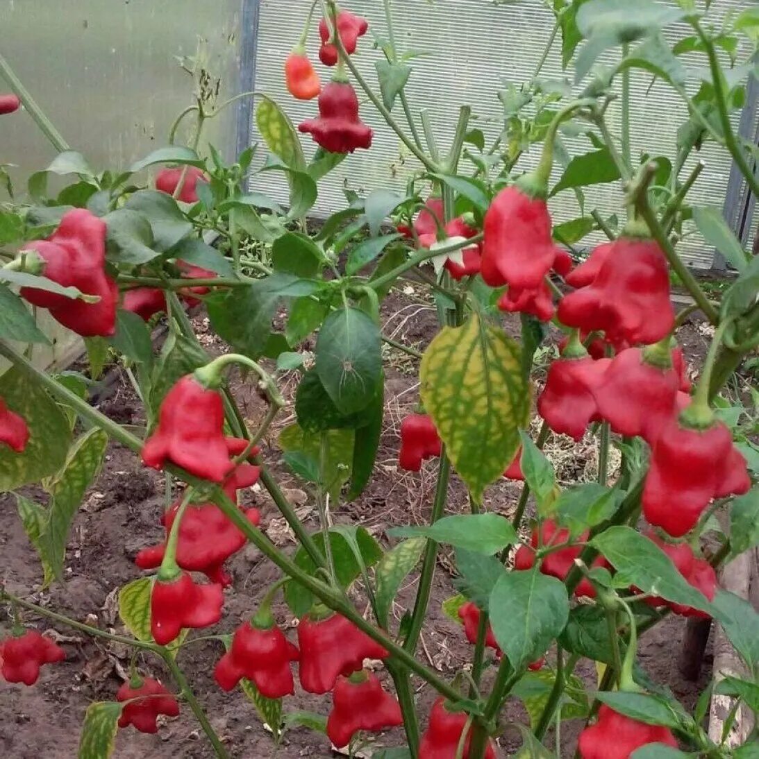 Перец визирь колокольчик. Перец горький колокольчик. Перец визирь колокольчик. Перец полуострый колокольчик. Перец горький колокольчик.
