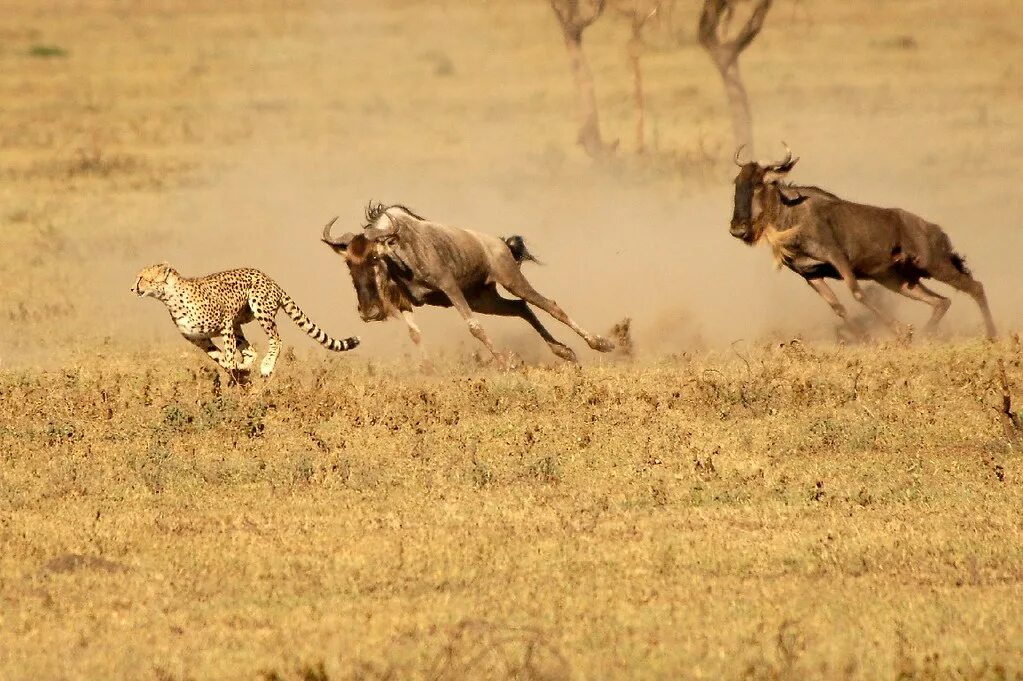 Chase animals. Антилопа гну. Гепард и антилопа гну. Гепард бежит. Гепард на охоте.