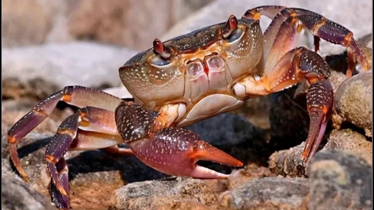 Паук краб арахнид. Синий камчатский краб. Дальневосточный краб. Крабы охотского моря. Крабы в баренцевом море.